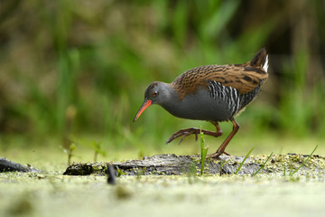 Water Rail (Rallus aquaticus)