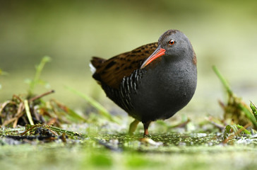 Water Rail (Rallus aquaticus)
