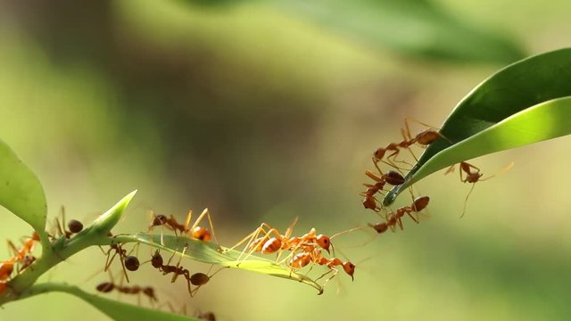 Ant bridge unity team 