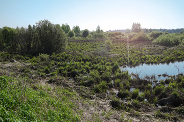 Fototapeta na wymiar Landscape with tussocks, small natural water body, grass, bushes, trees on the horizon. Springtime when the waters recede. Blue sky, sunny day, wild nature, pond