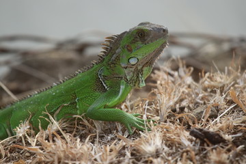 Obraz premium Nature 