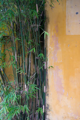 The bamboo growth up against yellow wall in Hoi An Vietnam