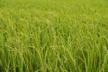 Rice field in middle Vietnam
