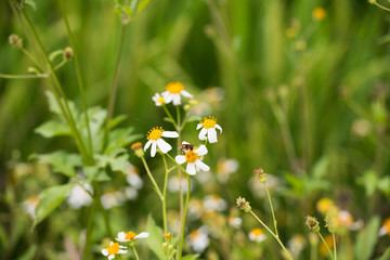 Bee on the small blossom flowers 