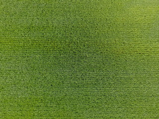 The wheat field is green. Young wheat on the field. View from above. Textural background of green wheat. Green grass.