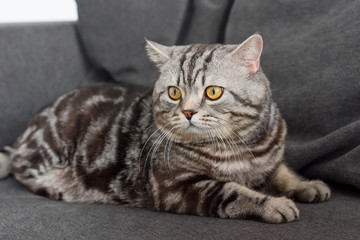 adorable scottish straight cat sitting on cozy grey sofa