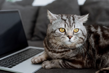 close-up shot of adorable scottish straight cat with laptop on couch