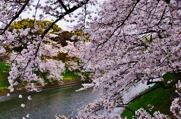 Obraz na płótnie Canvas Cherry blossom at Chidorigafuchi, Tokyo, Japan 
