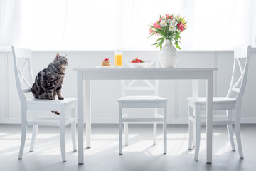 adorable scottish straight cat sitting on chair near table with breakfast
