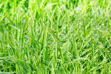 Many water drops on the weeds in the morning