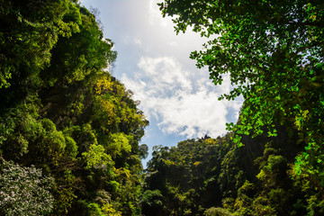 tree branches against on the nature