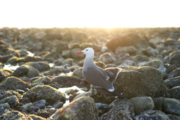 A Seagull In Topanga, CA