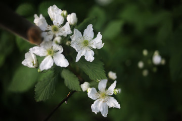Blooming Cherry Tree Blossoms