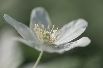 White anemone blooming in spring forest