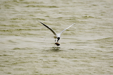 The tern is catching fish in lake water.