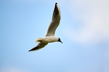 The seagull is flying in the sky.