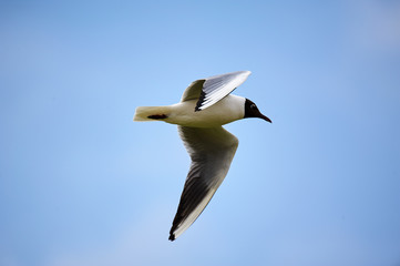 Fototapeta na wymiar The seagull is flying in the sky.