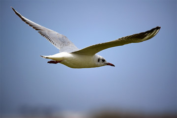 The seagull is flying in the sky.