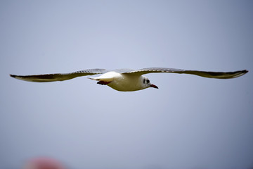 The seagull is flying in the sky.