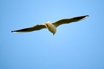 The seagull is flying in the sky.