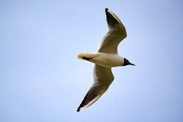 The seagull is flying in the sky.