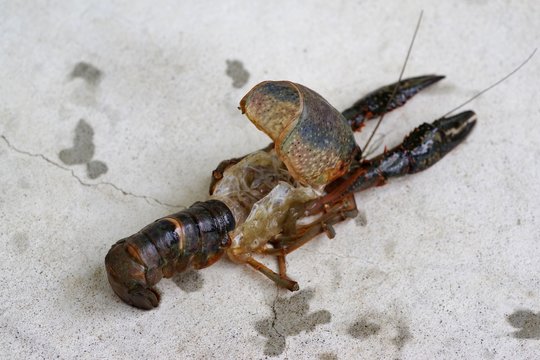 脱皮したザリガニの抜け殻