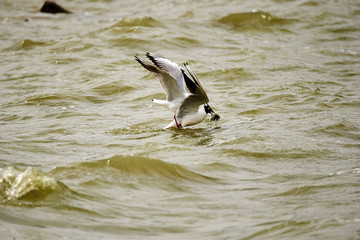 The tern is catching fish in lake water.
