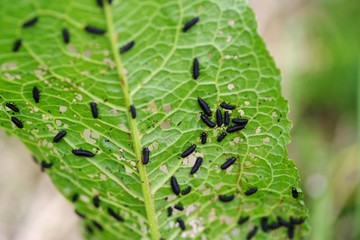 大量発生した虫の幼虫