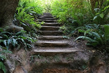 Forest Stairs