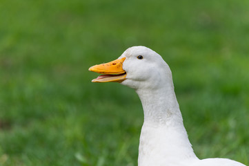 Duck Portrait