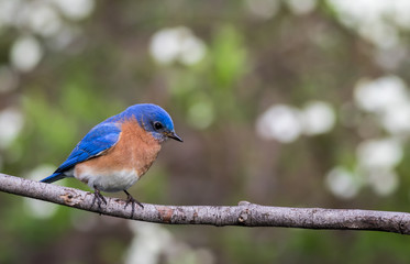 Eastern Bluebird, Sialia sialis, male perched with green bokeh background room for text