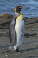 King Penguin, South Georgia Island, Antarctica