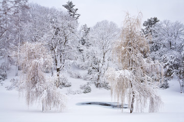 Winter Willows