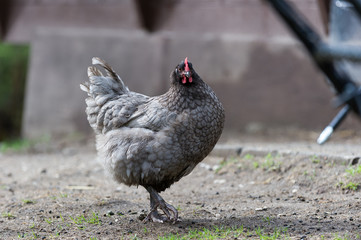 Whiting True Blue Hen
