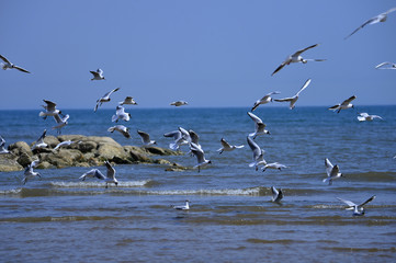 Seagulls fly in free