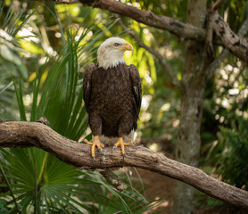 bald eagle side profile at sunset