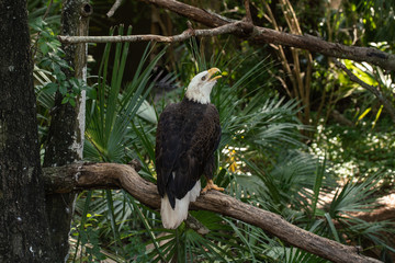 bald eagle calls to mate