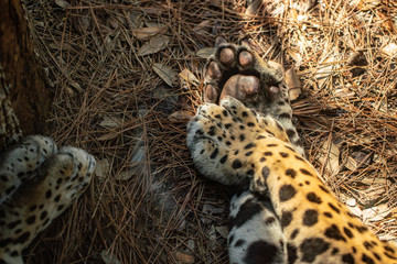 big paws of an adult leopard