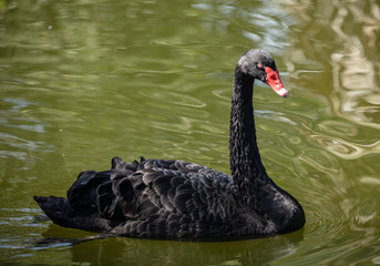 Fototapeta premium black swan on a sunny day