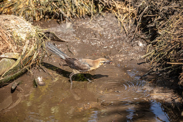 black whiskered vireo has caught dinner