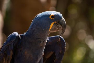 blue macaw side profile at sunset