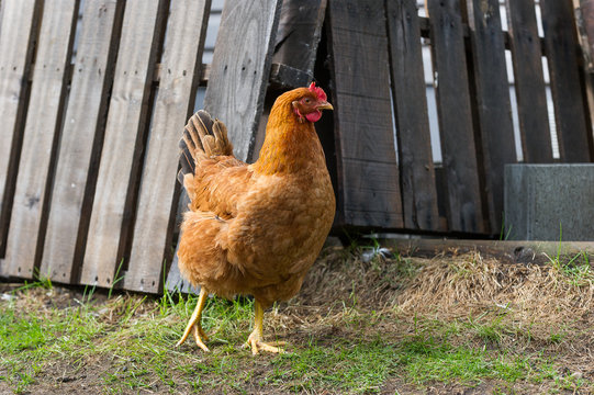 Welsummer Hen 2