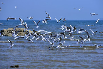 Seagulls fly in free