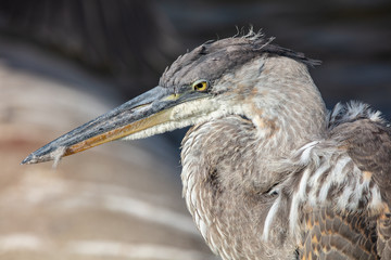 juvenile great blue heron gets a close up