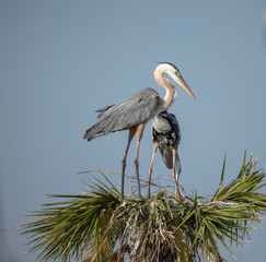 juvenile herons are perched and waiting in their nest