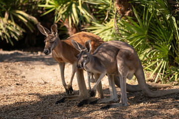 Naklejka na ściany i meble kangaroo mated couple poses for you