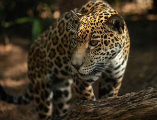 Fototapeta na wymiar leopard is patiently watching