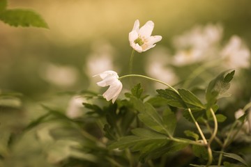 White anemone flowers blooming in spring forest