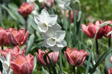 Beautiful white narcissio flowers with green leaves. Spring