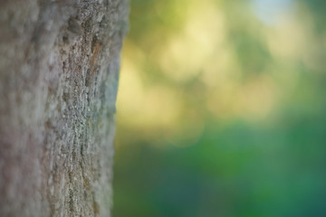 Soft trunk with green background